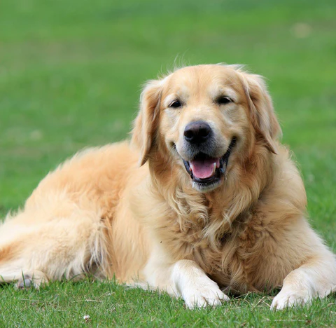 Labrador