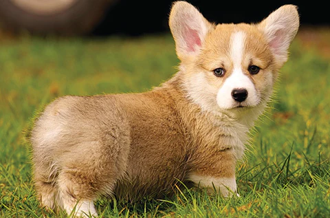 Husky